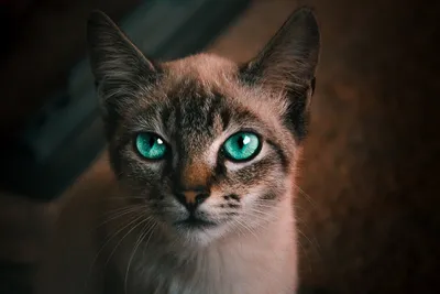 Как и чем протирать глаза кошке? | Ветеринарная клиника «ВетЭксперт»
