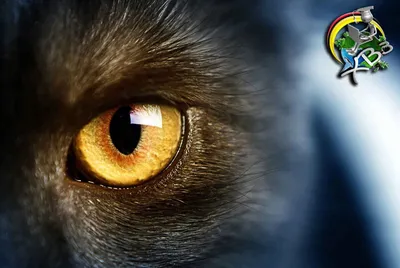 Кошки. Фелинология - наука о кошках. Что скрывает кошачий глаз. | Хочу!  Всё! Знать! | Дзен