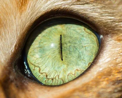 Красивые кошачьи глаза - 70 фото