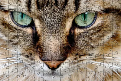 Закрыть вид зеленого глаза Красивый портрет кошки Закрыть вид на кошачий  глаз Стоковое Изображение - изображение насчитывающей сторона,  отечественно: 163534755