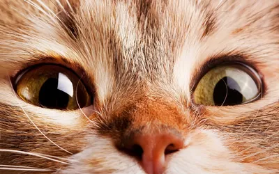 Косметическая маска для глаз для кошек, защитный чехол для кошек, повязка  на глаза, красивый уход | AliExpress