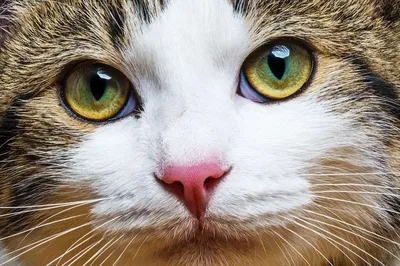 Кошачьи глаза арт - 30 фото