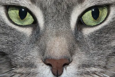 Какие цвета воспринимает кошачий глаз | Котдакот | Дзен