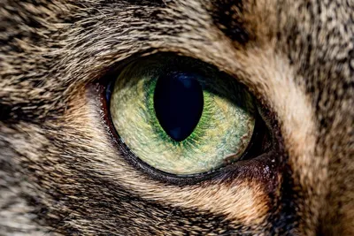 Ярко зелёный кошачий глаз у …» — создано в Шедевруме