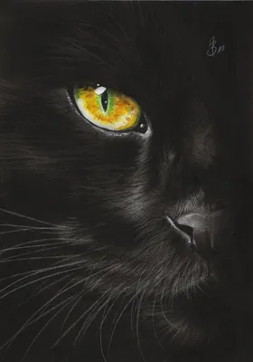 Kleine Cat im Bann des Mondes | Кошачьи, Кошачий глаз, Кошки