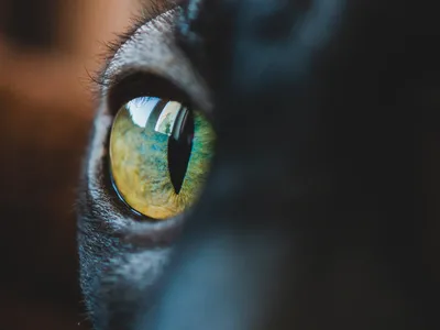 Кошка Кошачий Глаз Усы Профиль - Бесплатное фото на Pixabay - Pixabay