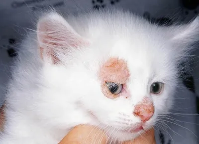 Лишай у котов, кошек: как лечить, виды лишая, чем мазать, как определить  стригущий лишай у кошки, опасен ли для человека, симптомы и признаки,  розовый лишай, уколы - Vet-Call24 Киев