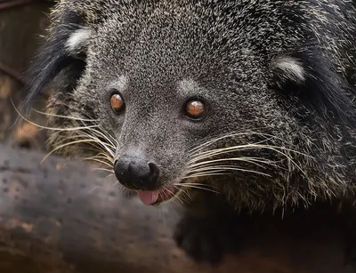 Кошачий медведь