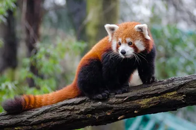 Кошачий медведь», который и не кошка и не медведь | ZoO | Дзен