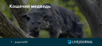 Кошачий медведь фото фото