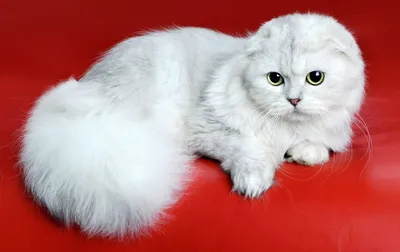 Шотландская вислоухая серая кошка по…» — создано в Шедевруме