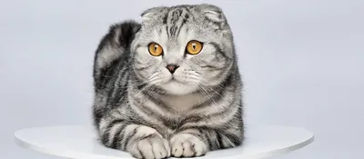 Британские вислоухие котята?!?! Вислоухих британцев не бывает. | факты о  кошках | Дзен