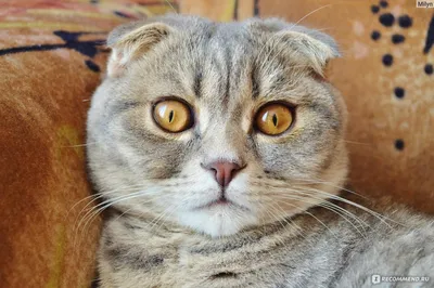 Британская вислоухая кошка – грациозная красотка с мягким характером» —  создано в Шедевруме