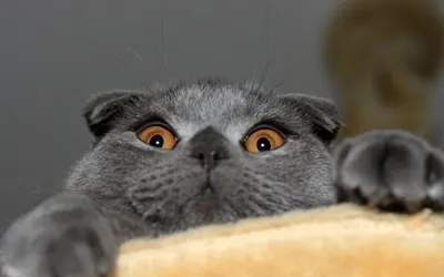 Шотландская вислоухая кошка (скоттиш фолд), описание породы, фото,  здоровье, уход и содержание