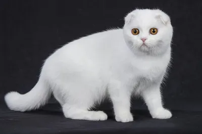 Шотландская вислоухая кошка - это по-своему уникальная порода, так как  обладает очень нестандартной формой ушей.