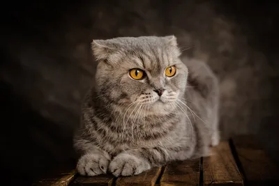 Эксперты Британской ассоциации ветеринаров просят прекратить разведение  шотландских вислоухих кошек