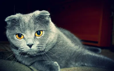 Шотландская вислоухая кошка: прекрасные фотографии для вашей коллекции |  Шотландская вислоухая кошка Фото №25903 скачать