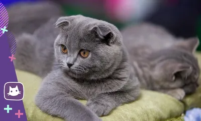 серая кошка#британская#обои кошка#вислоухая кошка# | Cat scottish fold,  Cute cats, Cat pics