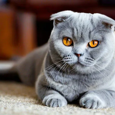 Сварливая шотландская вислоухая кошка | Премиум Фото