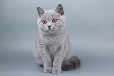 Скоттиш-фолд (Шотландская вислоухая кошка) - «От почти ненависти, до  огромной любви. Моя шотландская кошка, моя нежная девочка, моя Милочка» |  отзывы