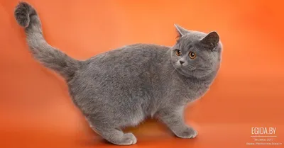 Подушка Британская Вислоухая кошка PRINT 163170344 купить за 878 ₽ в  интернет-магазине Wildberries