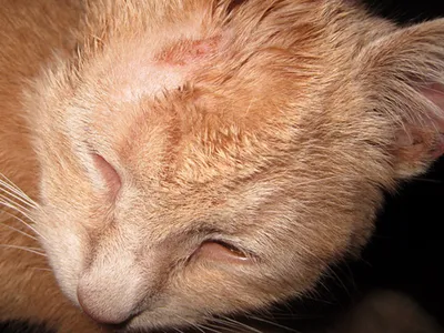 Лишай у кошек: причины, признаки, лечение, профилактика в домашних условиях