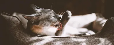 Облысение (алопеция) у кошек: причины и лечение