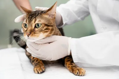 Стригущий лишай у кошек: первые признаки, симптомы и лечение - УниВет