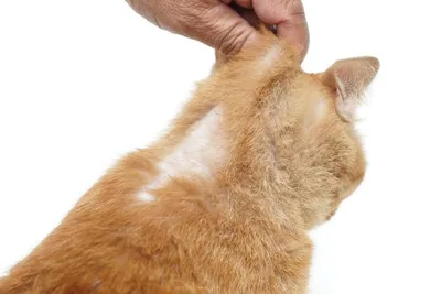 Стригущий лишай у кошек фото признаки и лечение в домашних условиях  (мокнущий и розовый лишай)
