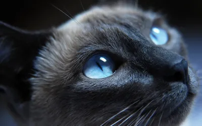 Русские красивые фотографии кошек | Красивые кошки, Кошки, Обои