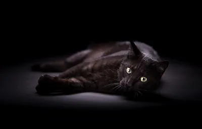 Черная кошка, кошка, обои для рабочего стола, термопереносная печать,  виниловые нашивки, наклейки для одежды, аппликации «сделай сам», моющиеся  нашивки – купить по низким ценам в интернет-магазине Joom