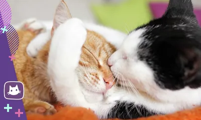 Кошки Любовь Фото фото