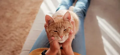 Как порадовать кошку: 8 способов, чтобы выразить любовь к питомцу