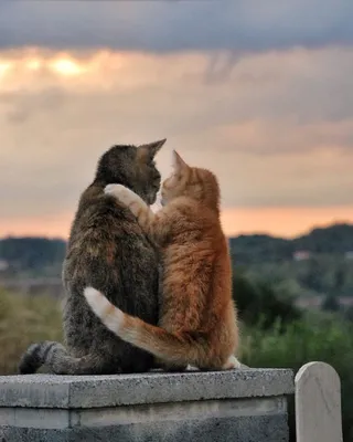 Кошки любовь (58 фото) | Красивые кошки, Смешные кошки, Красивый кот