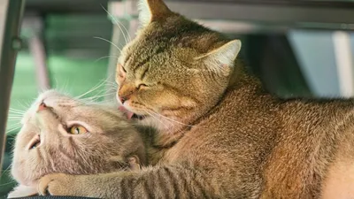 2 Кошки охватывают. Любовь и дружба Стоковое Изображение - изображение  насчитывающей влюбленность, портрет: 173390515
