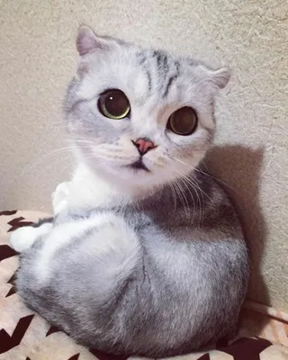 Хана — обворожительная кошка с огромными глазами, которая покорила  Instagram | Cute baby animals, Animated animals, Cats