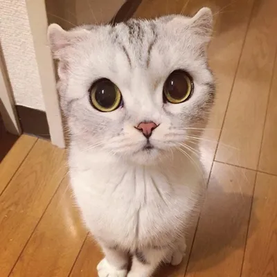 Хана – кошка с невероятно большими глазами