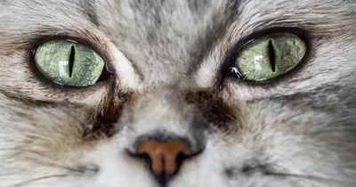 Кошки с самыми большими глазами (ТОП-10) | ВКонтакте