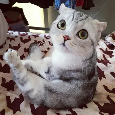 Соцсети удивил котенок с тремя глазами - Газета.Ru | Новости