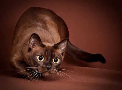 Кошка-«летучая мышь» с большими глазами стала звездой Instagram