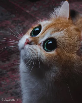 Породы кошек с голубыми глазами: фото и описания - Purina ONE®