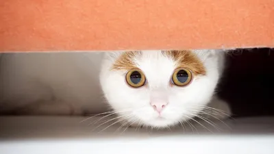 кот с большими глазами выглядит очень странно, картинки испуганных кошек,  кошка, напугана фон картинки и Фото для бесплатной загрузки