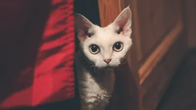 Пучеглазики: топ-10 кошек с самыми большими глазами - Питомцы Mail.ru