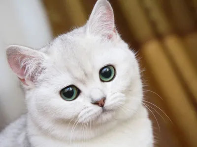Кошка с большими синими глазами …» — создано в Шедевруме