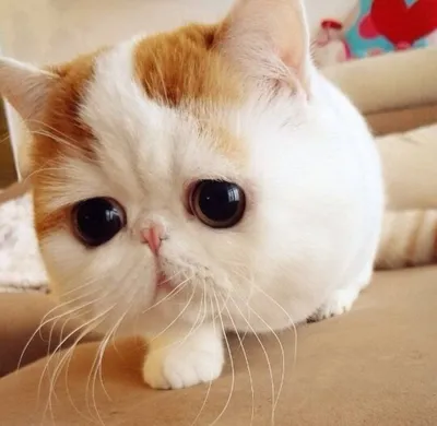 Японская порода кошек с большими глазами - 70 фото