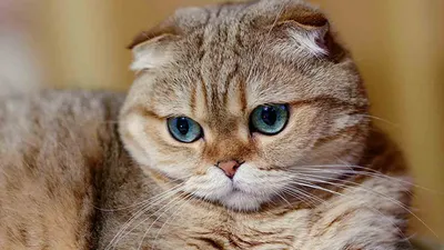Близкий портрет кошки с большими глазами Стоковое Фото - изображение  насчитывающей сторона, мило: 163665094