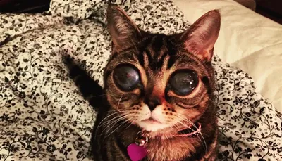 Матильда: инопланетная кошка с невероятно большими глазами — Meduza