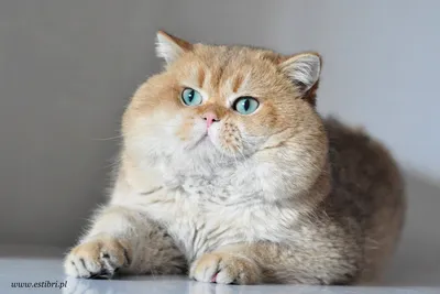 Японские кошки с большими глазами - 77 фото