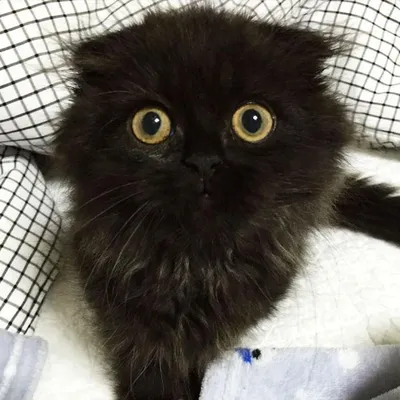 Подушка плюшевая в виде кошки с большими глазами, 100 см | AliExpress