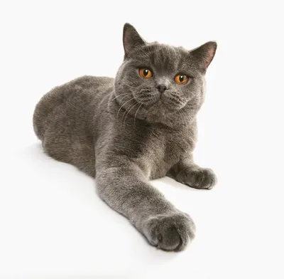 Породы кошек с большими глазами: названия большеглазых пород кошек с  фотографиями и описанием